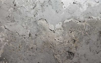 5 Things You Should Know About Mold