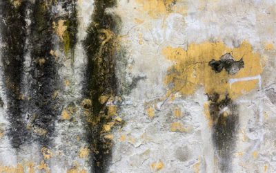 Health Risks Of Disturbed Mold