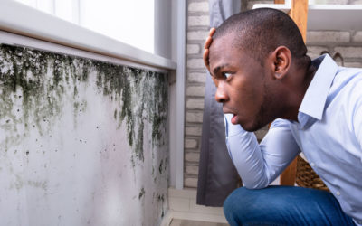 5 Reasons You Should Hire A Mold Specialist