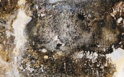 Removing Mold Is Our Job! Prevent Mold In Your Appliances