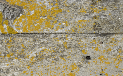 How Serious is Mold Damage In Your Home?