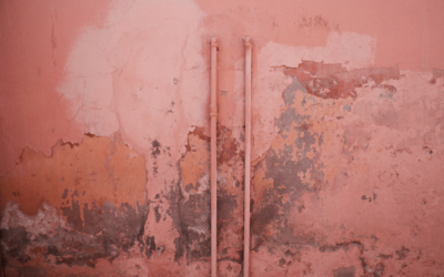 Top Reasons for Hiring a Mold Expert Today