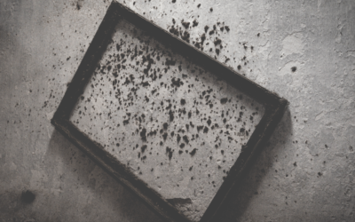 5 Things To Know Before Hiring a Mold Abatement Company
