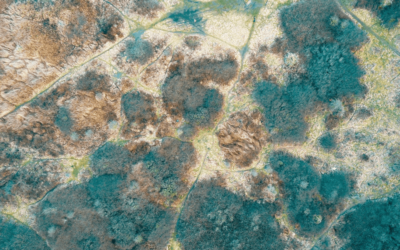 Mold Damage: Are You Suffering From Structural Damage?