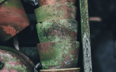 Do You Need a Mold Air Test & How Does Mold Grow?