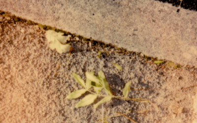 How to Prevent Carpet Mold in Your Home