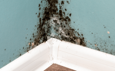 Is It House Mold or Is It Allergies?