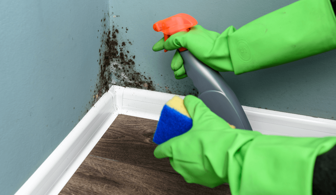 A Mold Specialist Shares Facts About Mold